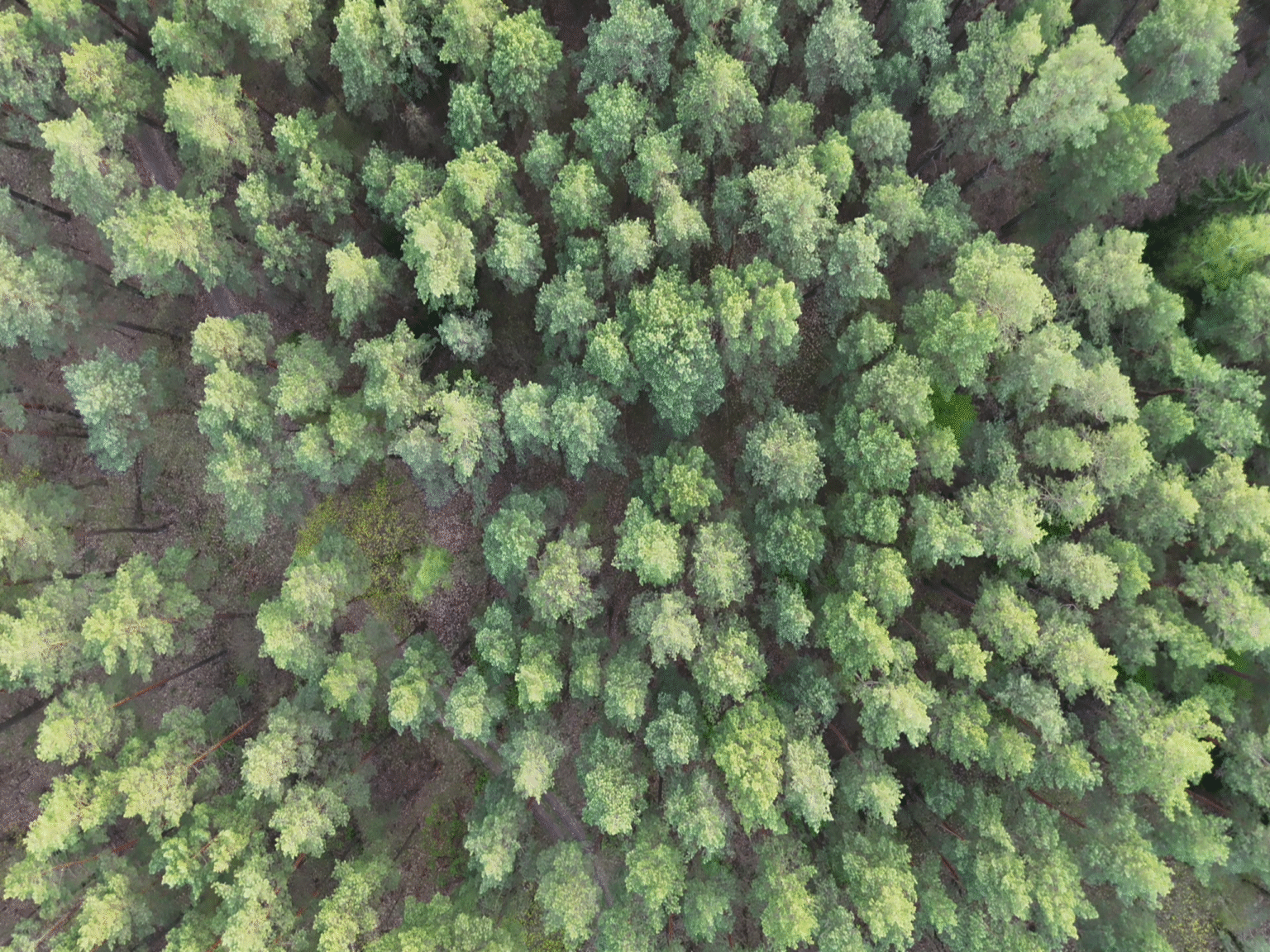 Widok lasu z drona – analiza terenu i zalesienia