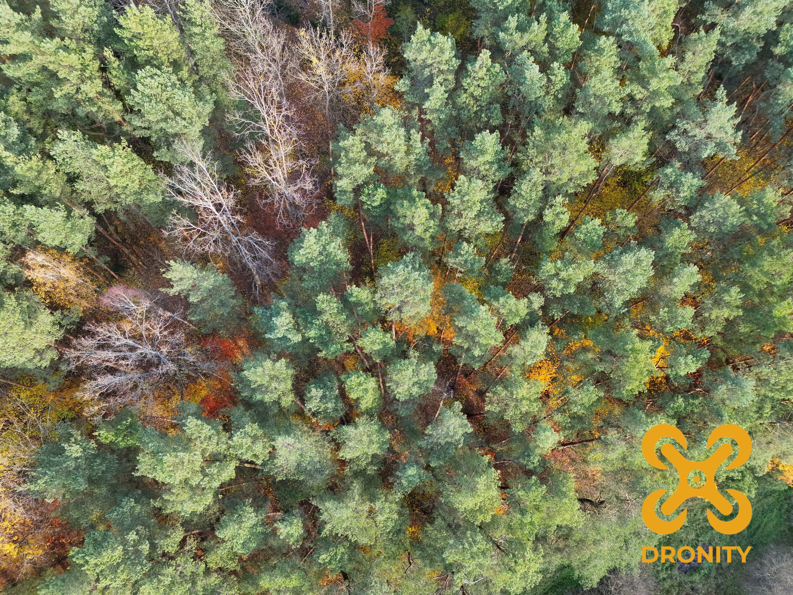 Precyzyjne zliczanie drzew dronem z wykorzystaniem sztucznej inteligencji